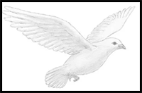 How to Draw a Dove