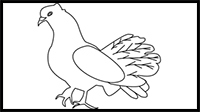 How to Draw a Dove