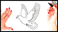 How to Draw a Dove Step by Step | Easy Dove Drawing Tutorial