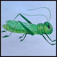 How to Draw a Grasshopper