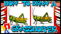 How to Draw a Grasshopper