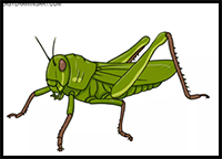 How to Draw a Grasshopper