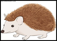 How to Draw a Hedgehog