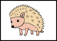 How to Draw a Hedgehog - A Step by Step Guide