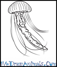 How to Draw a Realistic Jellyfish