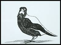 How to Draw a Magpie