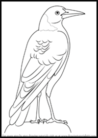 How to Draw an Australian Magpie