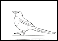 How to Draw a Magpie