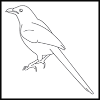 How to Draw a Magpie