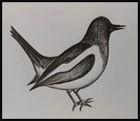 How to Draw Magpie Step by Step