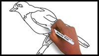 How to Draw Magpie in Very Easy Way