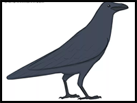 How to Draw a Raven