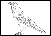 How to Draw a Raven