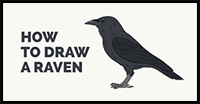 How to Draw a Raven