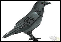 How to Draw a Raven