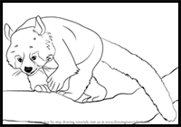 How to Draw a Red Panda