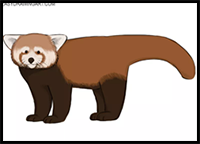 How to Draw a Red Panda