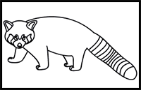How to Draw a Red Panda in 9 Easy Steps