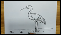 How to Draw a Stork Easy