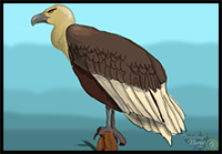 How to Draw a Vulture