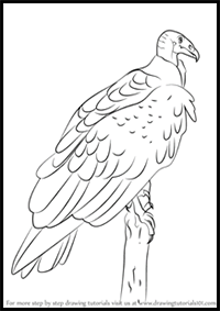 How to Draw a Turkey Vulture