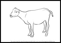 how to draw a goat