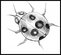 How to Draw a LadyBug