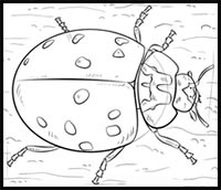 How to Draw a Ladybug