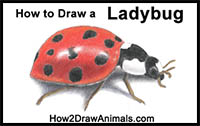 How to Draw a Ladybug