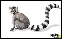 How to Draw a Lemur