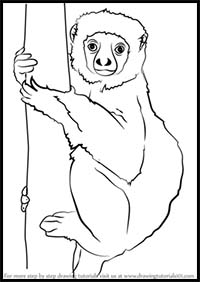 How to Draw a Lemur on a Tree