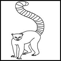 How to Draw a Ring-Tailed Lemur