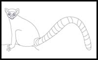 How to Draw a Lemur
