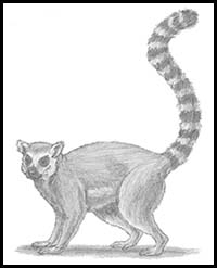 How to Draw a Ring-Tailed Lemur