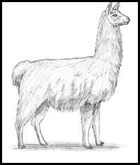 How to Draw a Llama