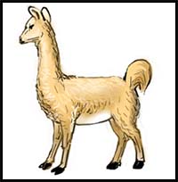 How to Draw a Llama