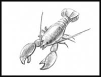 How to Draw a Lobster