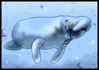 How to Draw a Manatee