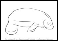 How to Draw a Sea Cow