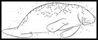 How to Draw a Manatee