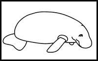 How to Draw a Manatee