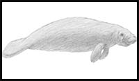 How to Draw a Manatee