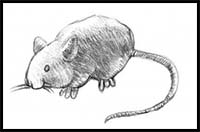 How to Draw a Mouse
