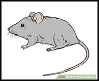 How to Draw a Mouse