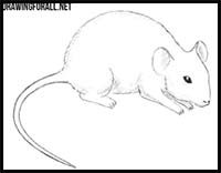 How to Draw a Mouse