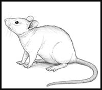 How to Draw a Mouse