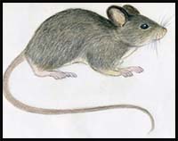 How to Draw a Mouse