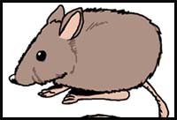 How to Draw a Mouse