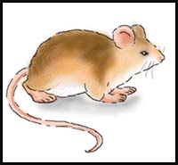How to Draw a Mouse Step by Step