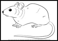 How to Draw a Mouse